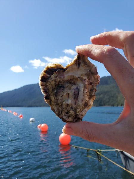 Simpson Bay Oysters
